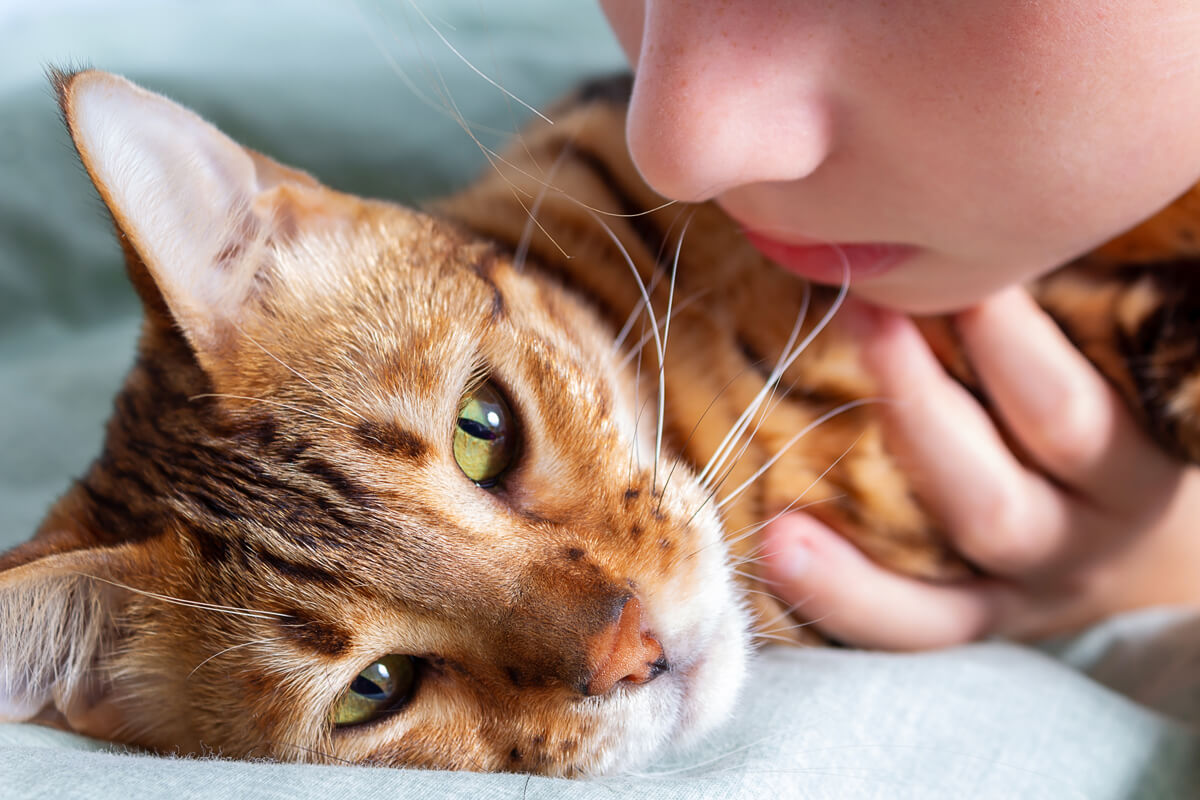 S Ntomas De Envenenamiento En Gatos Michim O