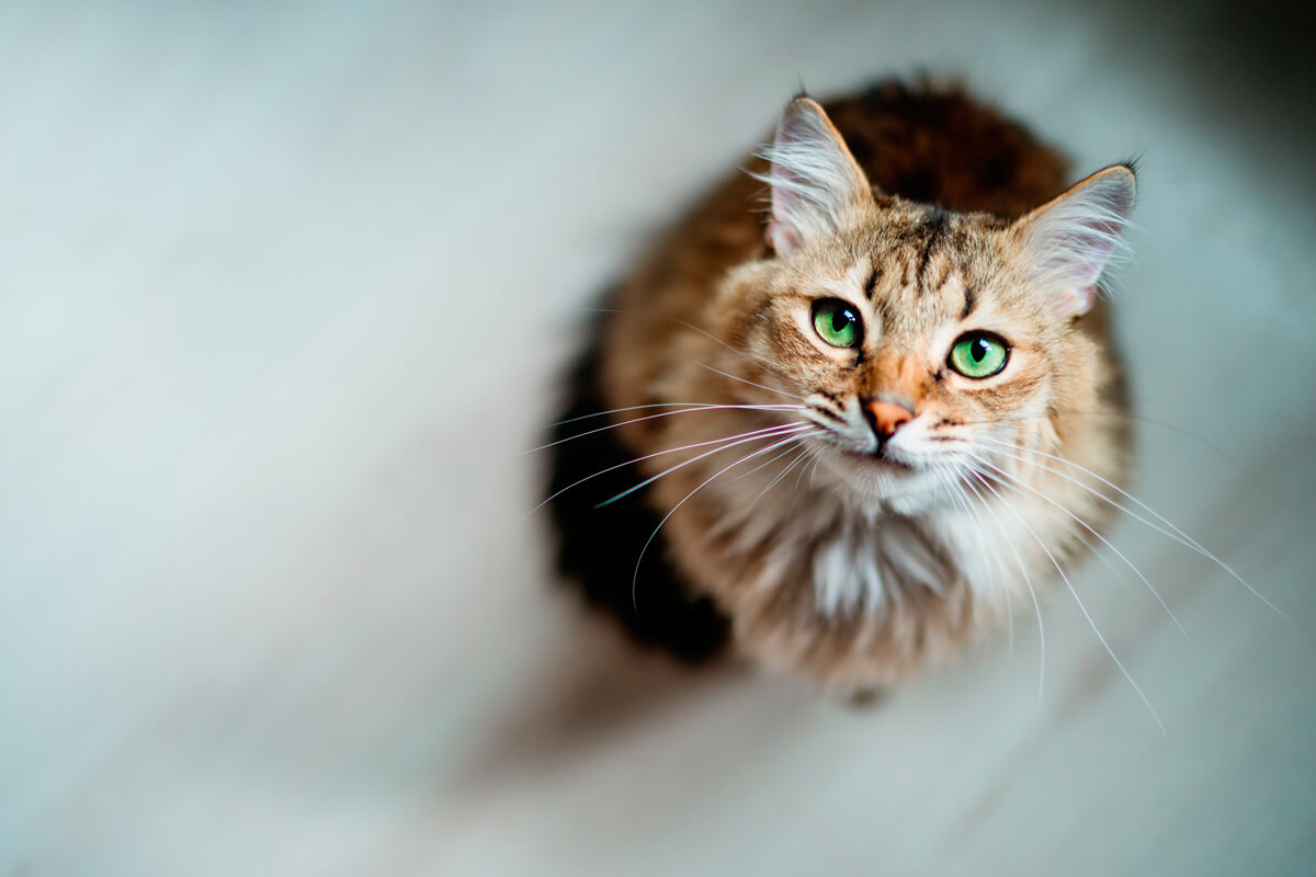 ¿Sabes cuáles son los alimentos más peligrosos para tu gato?