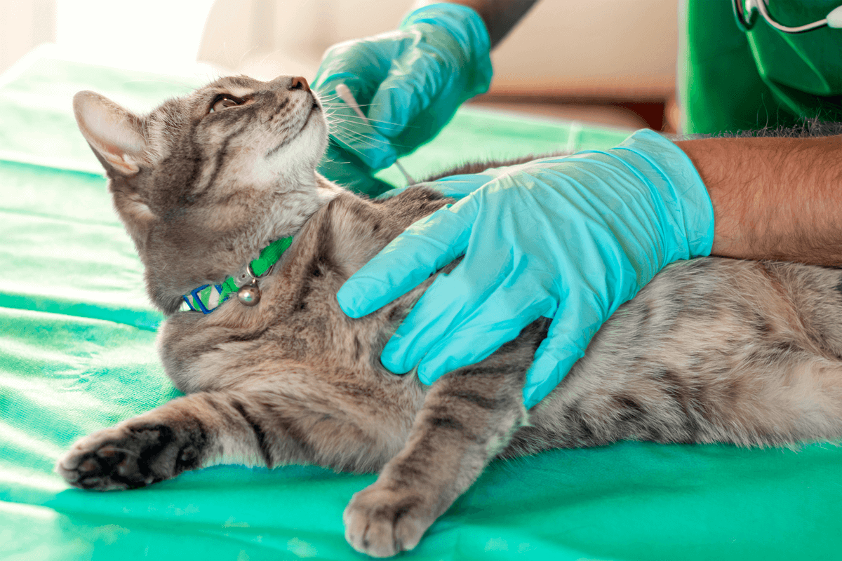Indicadores de que debes llevar a tu gato al veterinario