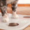 Cómo mantener el peso ideal de tu gato