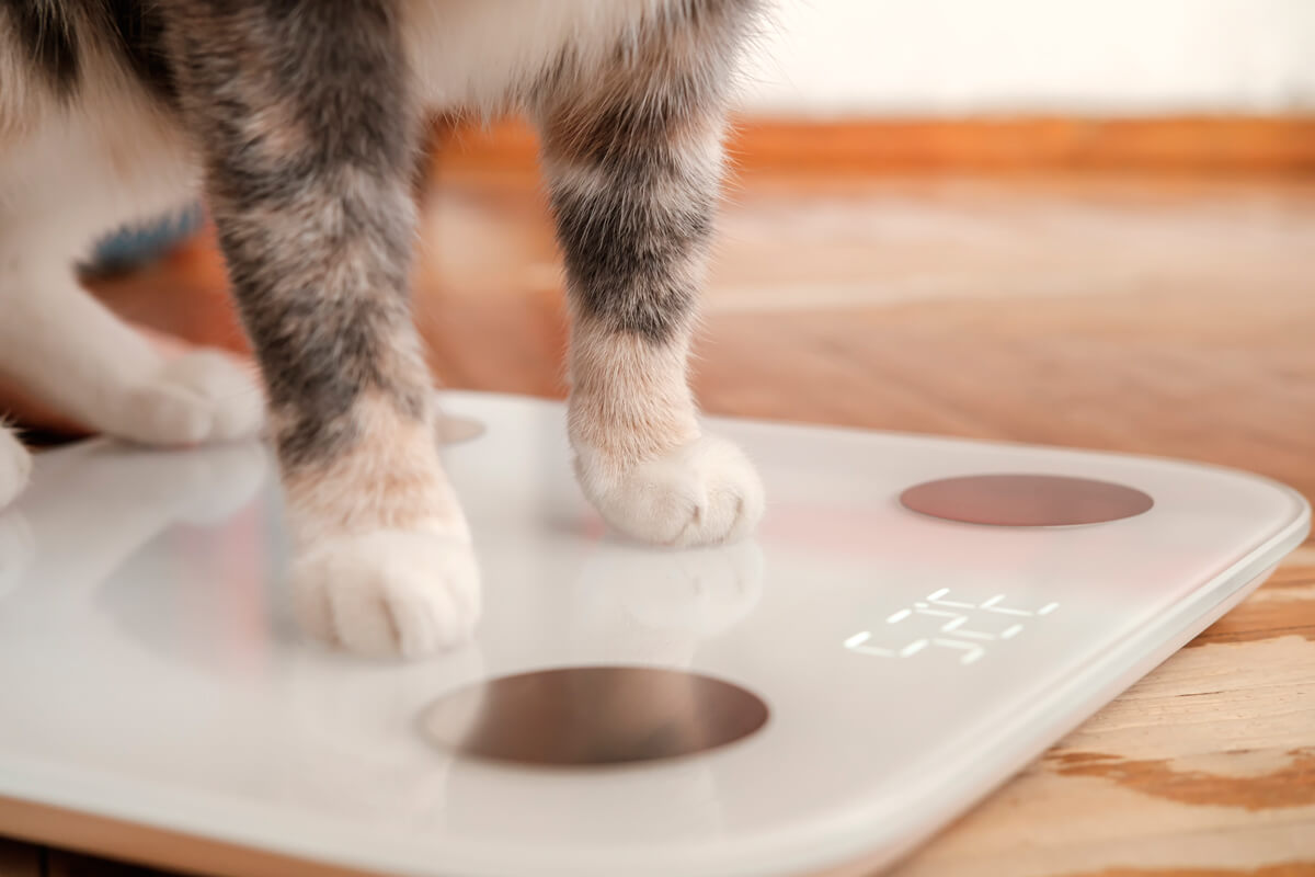 Cómo mantener el peso ideal de tu gato
