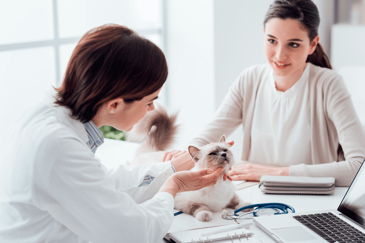 Guía de vacunación para felinos