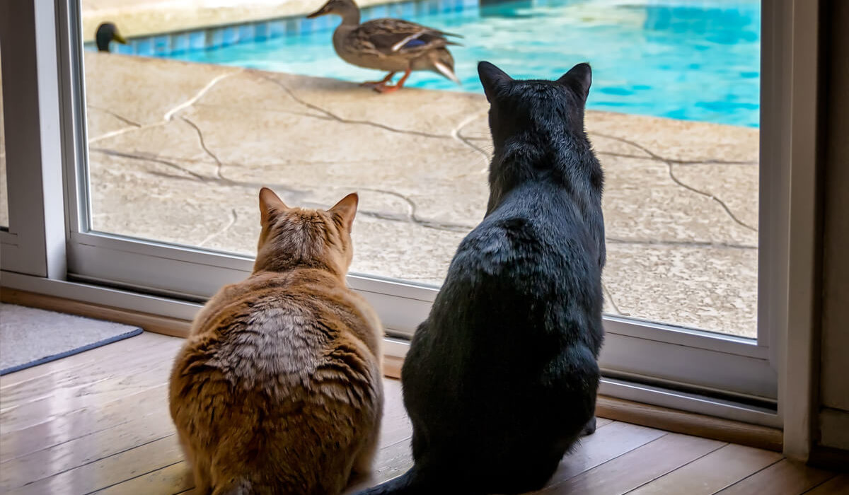 ¿Por qué los gatos hacen ruido cuando ven los pájaros?
